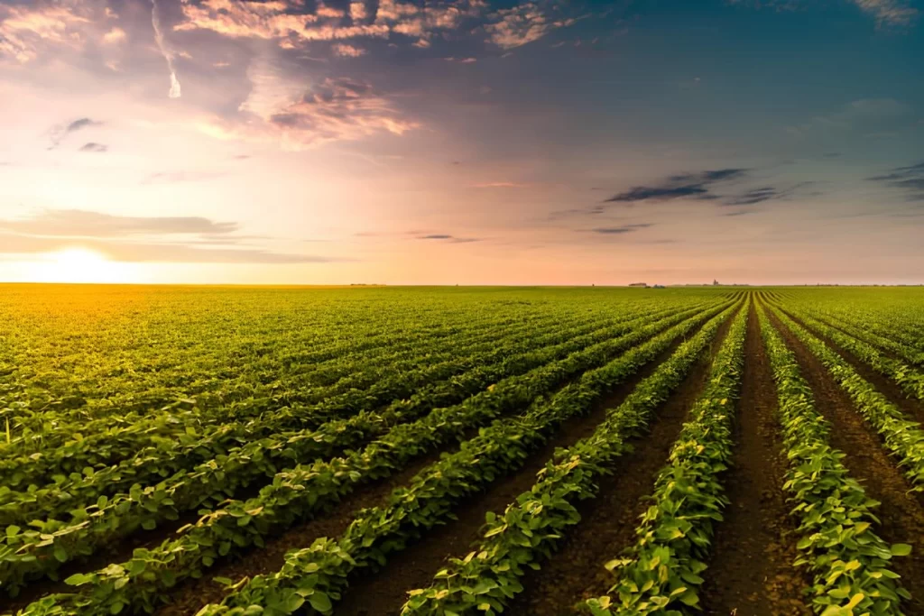 Commodities-soja-1024x683