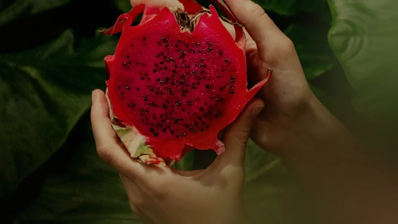 Pitaya em Santa Catarina: Safra deve superar R$ 18 Milhões em 2025
